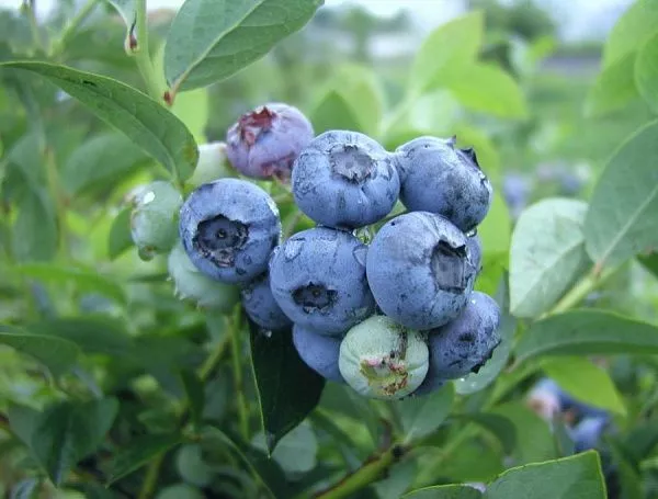Голубика высокая "Bluetta" (Блюэтта) (ранний)
