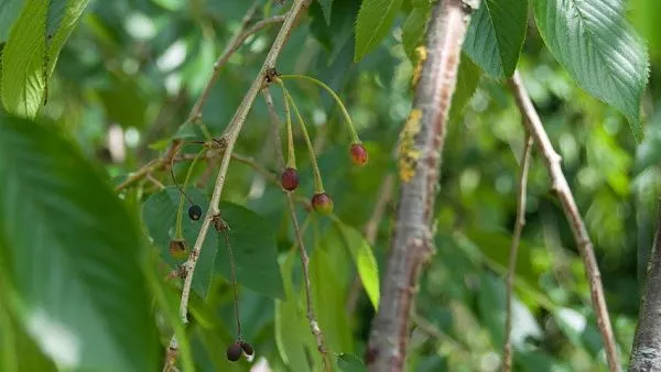 Вишня короткощетинистая «Pendula Plena Rosea» плоды
