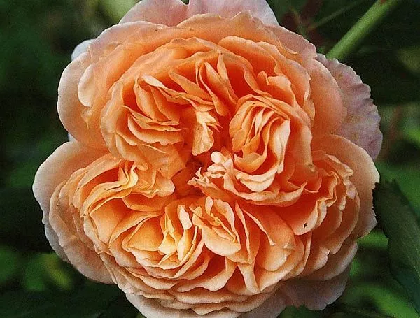 Роза парковая "Crown Princess Margareta" (Краун Принцесс Мэргерит)