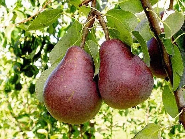 Груша "Ред Фаворитка" (Старкримсон) (Лето, самобесплодная)