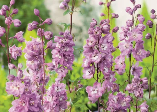 Дельфиниум высокий "Excalibur Lilac Rose White Bee" (Экскалибур Лилак Роуз Вайт Би)