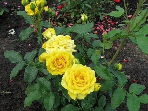 Роза Флорибунда "Фрезия"