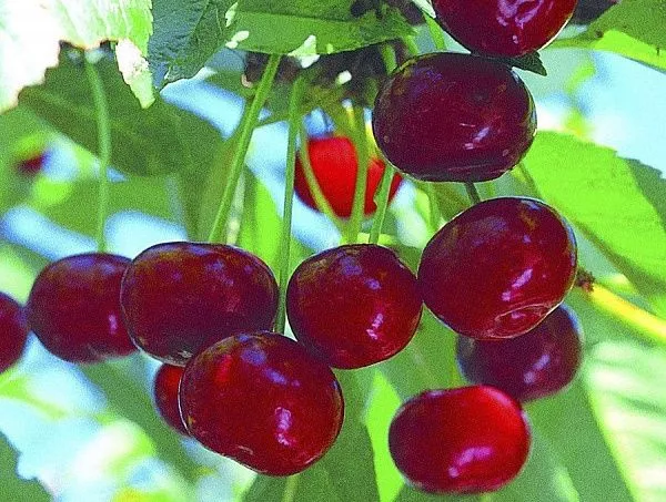 Вишня "Живица" (Самобесплодная) 