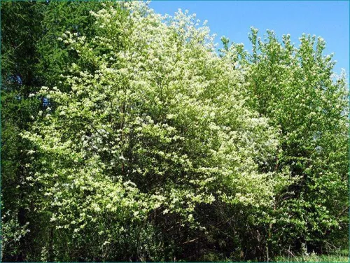 Черемуха маака / Prunus maackii