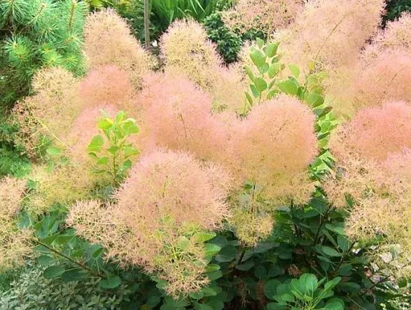 Скумпия кожевенная / Cotinus coggygria