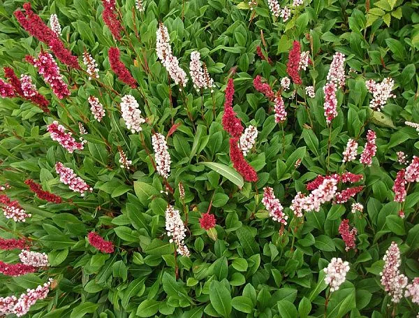 Горец родственный Darjeeling Red (Даржилин Ред) многолетник