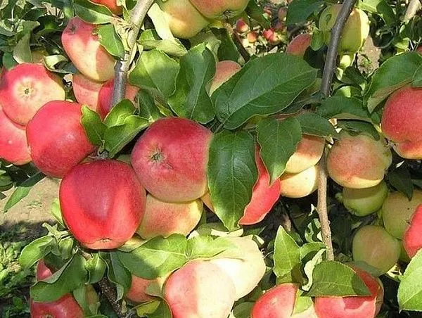 Яблоня домашняя "Орловский" (Осень)