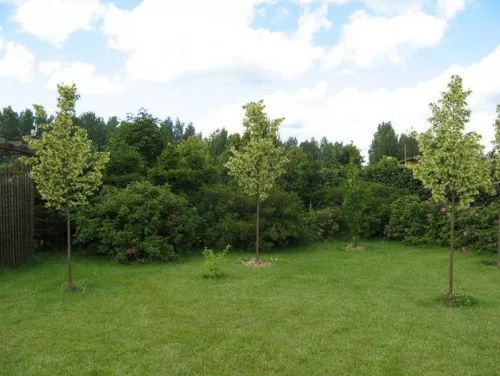 Липа мелколистная "Rancho" (Ранчо)