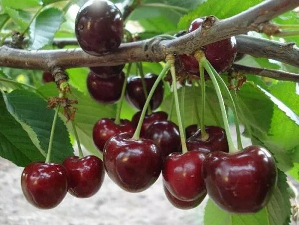 Черешня "Саммит" (Поздний, самобесплодная)
