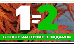 1 = 2: Два растения по цене одного