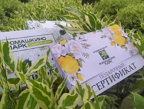 Подарочный сертификат