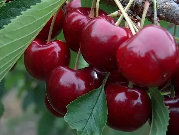 Черешня "Лапинс" (Поздний, самоплодная)
