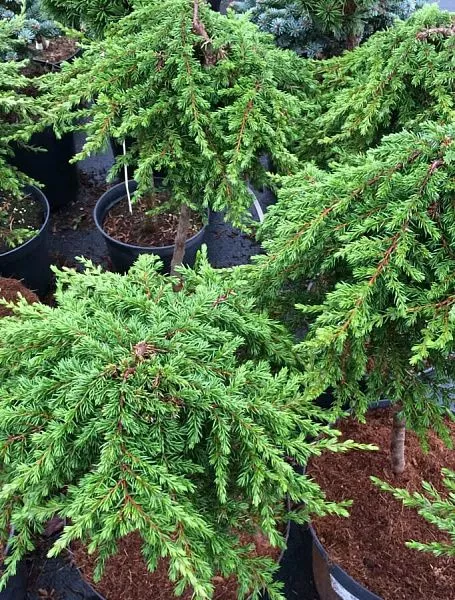 Можжевельник обыкновенный Green Mantle (Грин Мантл) фото