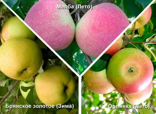 Яблоня Брянское золотое (Зима) + Мельба (Лето) + Орлинка (Лето)