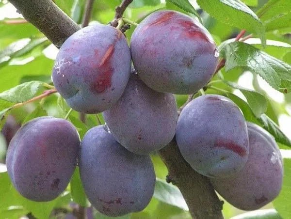 Слива домашняя "Блюфри" (Самоплодная)