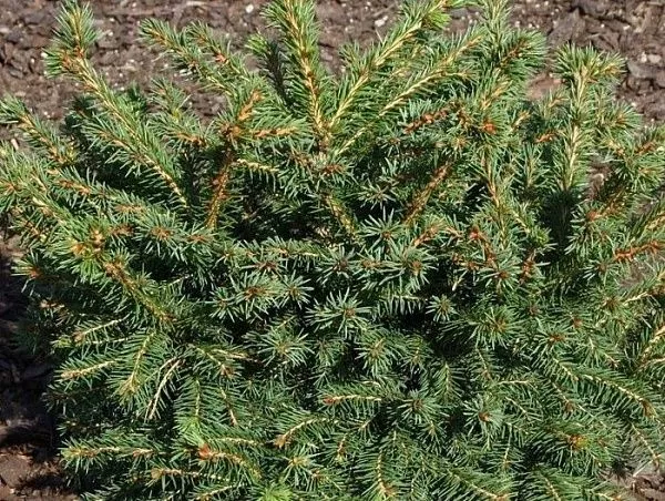 Ель обыкновенная "Brabant" (Брабант)
