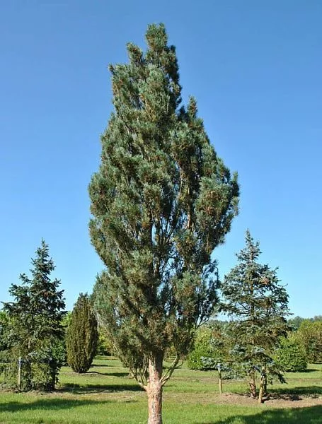 Pinus sylvestris Fastigiata