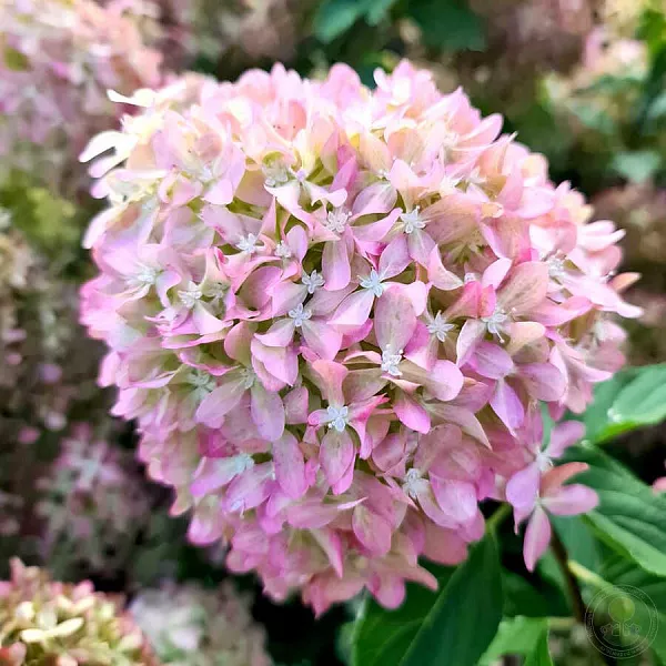 Hydrangea paniculata Pixio соцветие