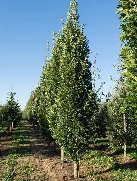 Дуб болотный Green Pillar (Грин Пиллар) саженцы