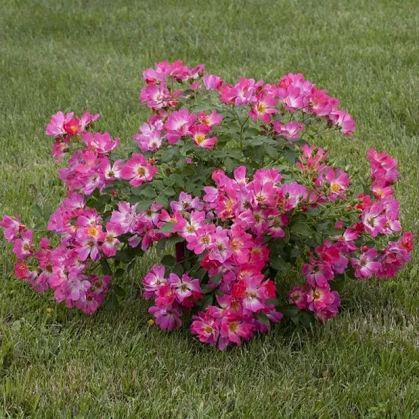 Роза полиантовая Pink Drift (Пинк дрифт) куст