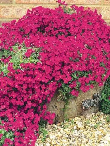 Обриета культурная "Cascade Red" (Каскад Ред)