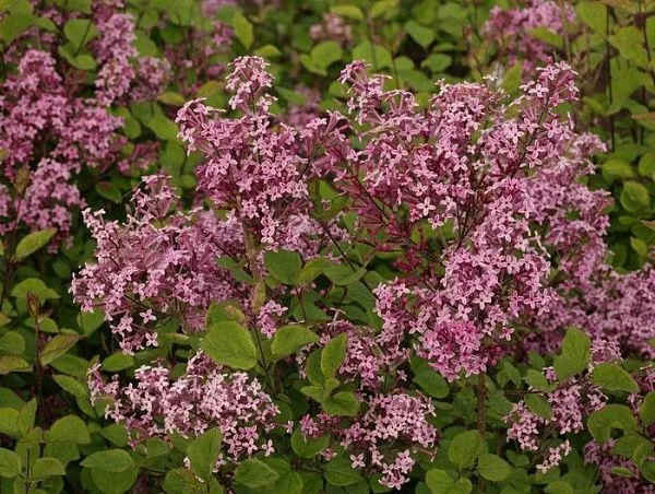 Сирень Мейера "Pink Perfume" (Пинк Парфюм)