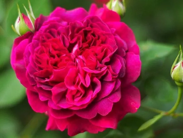 Роза парковая "William Shakespeare" (Уильям Шекспир)