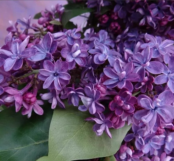 Сирень обыкновенная "Violetta" (Виолетта) (фиолетовая)