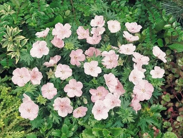 Герань кроваво-красная "Vision Pink" (Вижн Пинк)