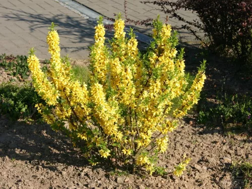 Форзиция промежуточная "Goldrausch" (Голдрауш)