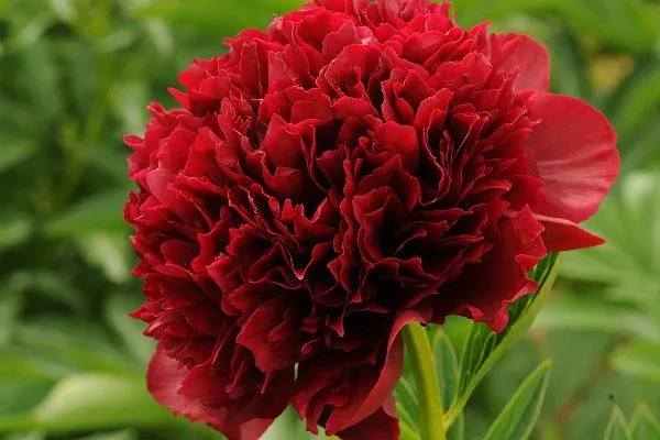 Пион молочноцветковый "Double Red" (Дабл Ред)