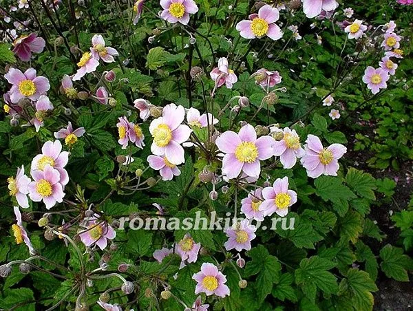 Robustissima