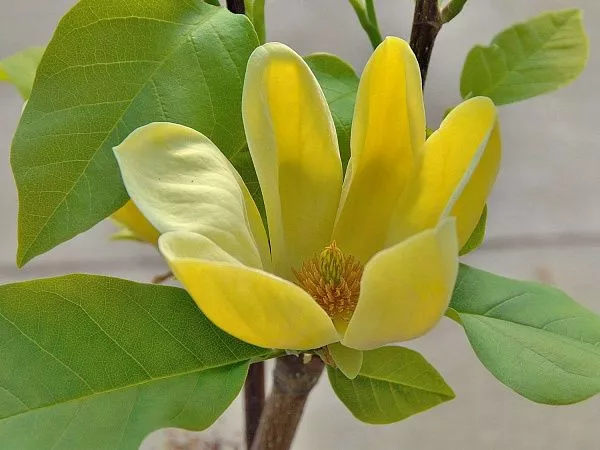 Магнолия бруклинская Yellow Bird (Йеллоу Бёрд) купить