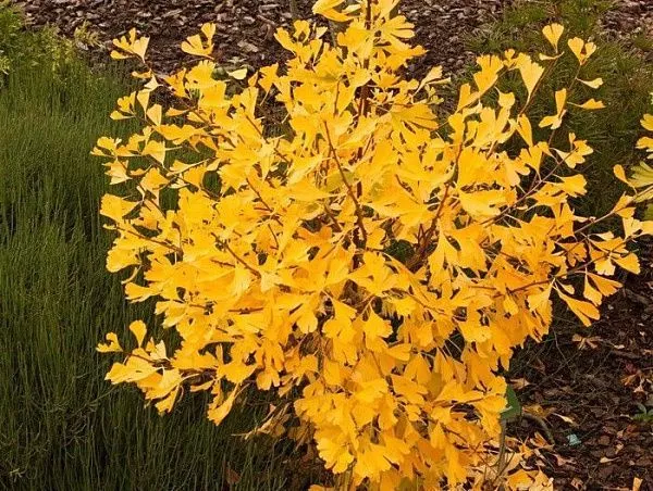 Гинкго билоба "Autumn Gold" (Отум Голд)