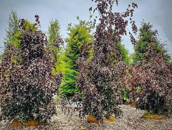 Бук Лесной Purple Fountain (Пурпл фонтан) взрослое дерево