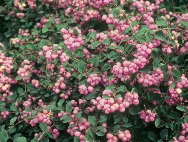 Снежноягодник Доренбоза "Magic Berry" (Меджик Берри)