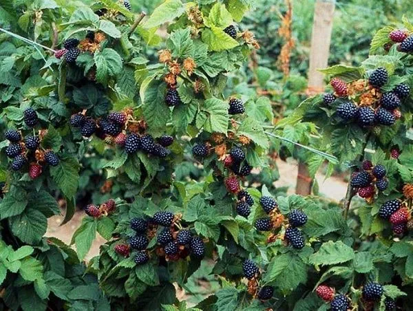 Ежевика кустистая "Helen" (Хелен)