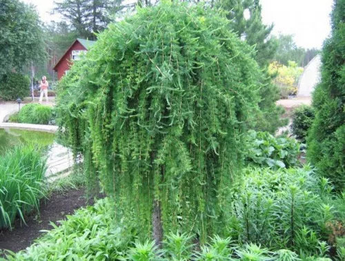 Лиственница европейская "Repens" (Репенс)