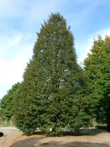 Липа мелколистная "Corzam" (Корзам)