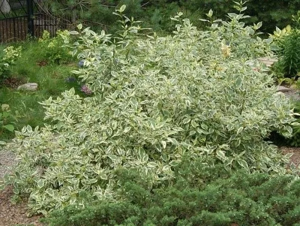 Дерен отпрысковый "White Gold" (Вайт Голд)