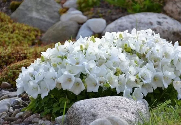 Колокольчик карпатский "Pearl White" (Перл Вайт)