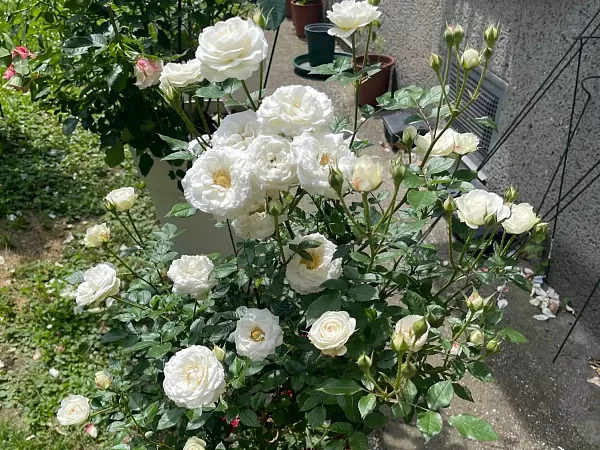 Роза Шнеекюшен