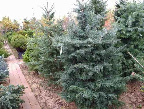 Пихта одноцветная / Abies Concolor