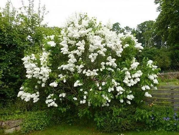 Сирень Жозифлекса "Agnes Smith" (Агнес Смит)