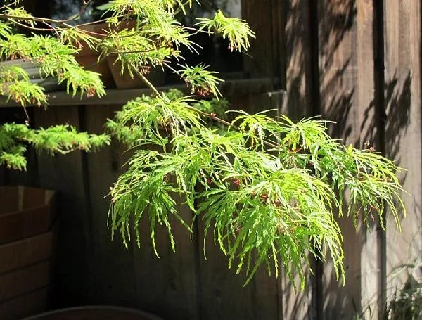 Клен дланевидный Seiryu (Сэйрю)