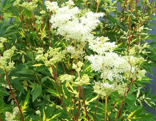 Лабазник вязолистный "Variegata" (Вариегата)