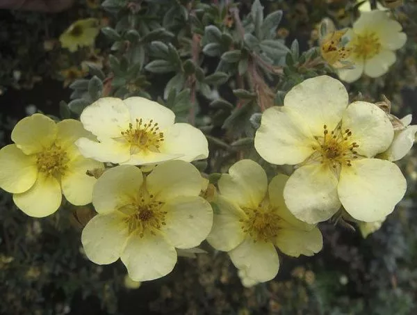 Лапчатка кустарниковая "Primrose Beauty" (Примроуз Бьюти)