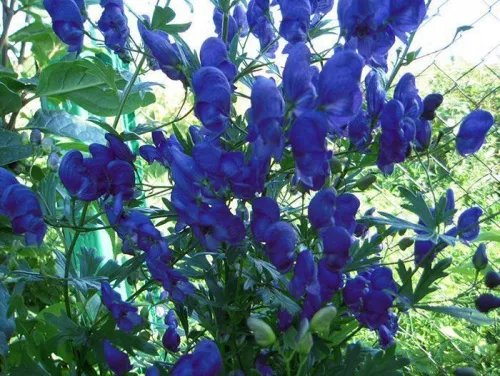 Аконит вьющийся синий / Aconitum volubile