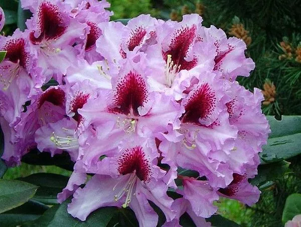 Рододендрон гибридный "Kabarett" (Кабаретт)