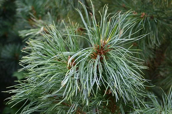 Сосна мелкоцветковая "Glauca" (Глаука)